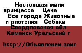 Настоящая мини принцесса  › Цена ­ 25 000 - Все города Животные и растения » Собаки   . Свердловская обл.,Каменск-Уральский г.
